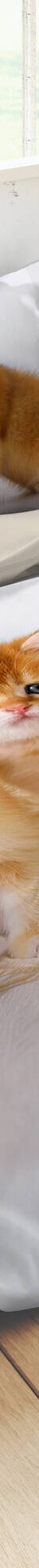 Linge de lit Chaton coton (blanc / orange) Linge de lit Chaton coton (blanc / orange)